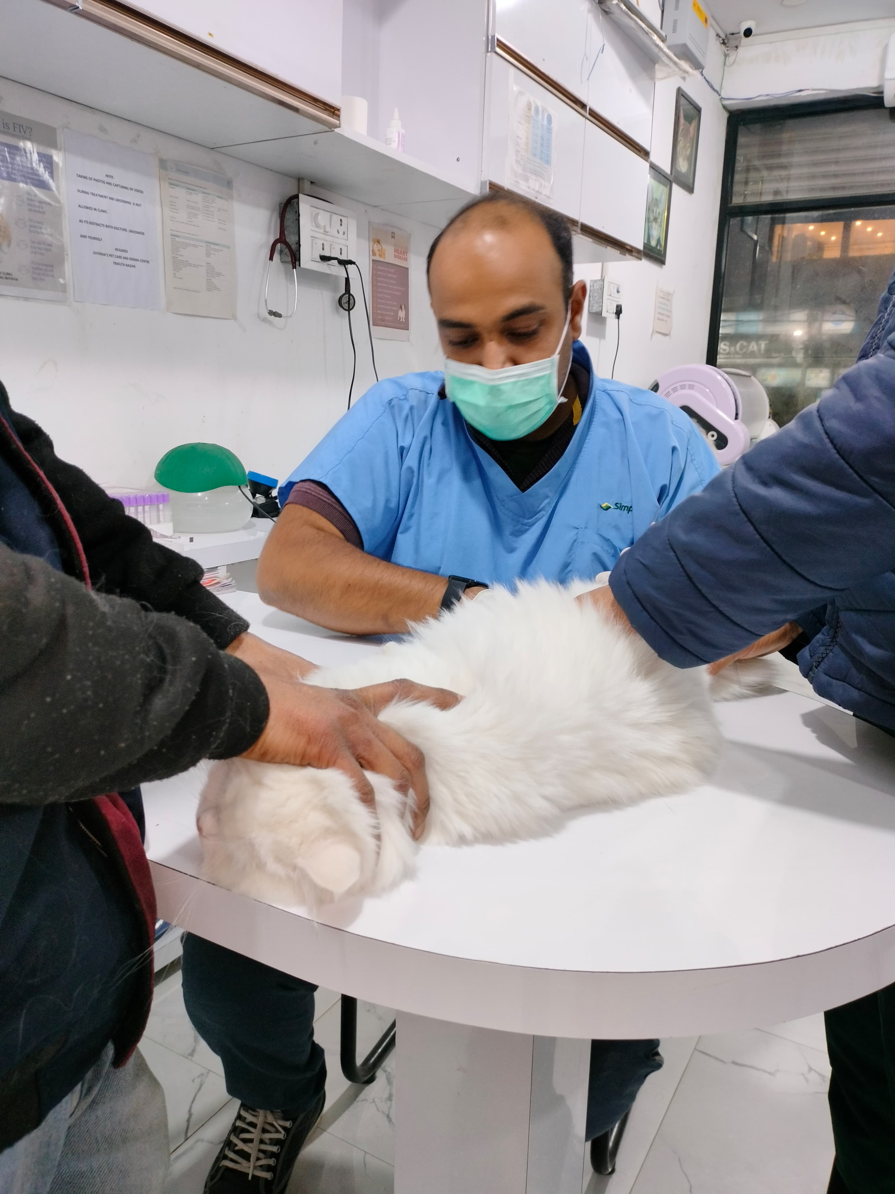 Feline/ Cat Vaccination Schedule and Precautions During Feline/ Cat Vaccination