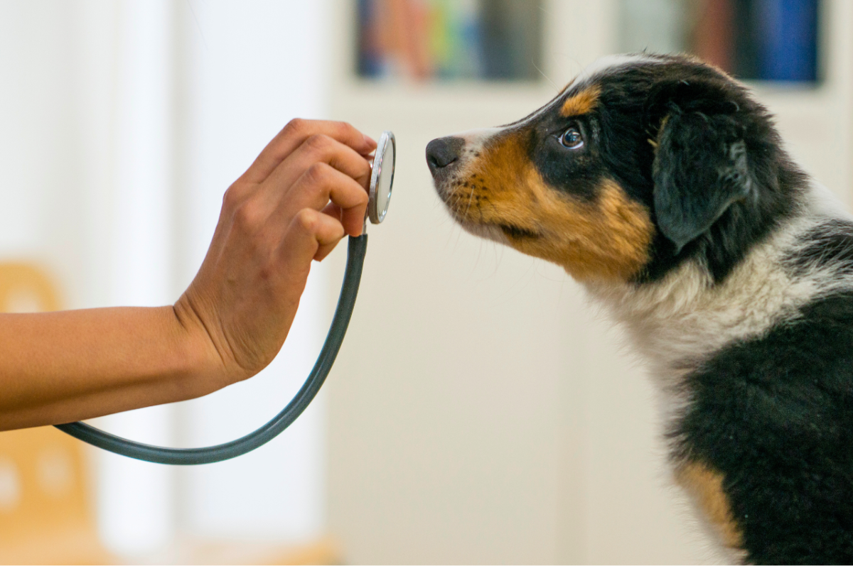 Canine distemper in dogs ,Symptoms, prevention, care