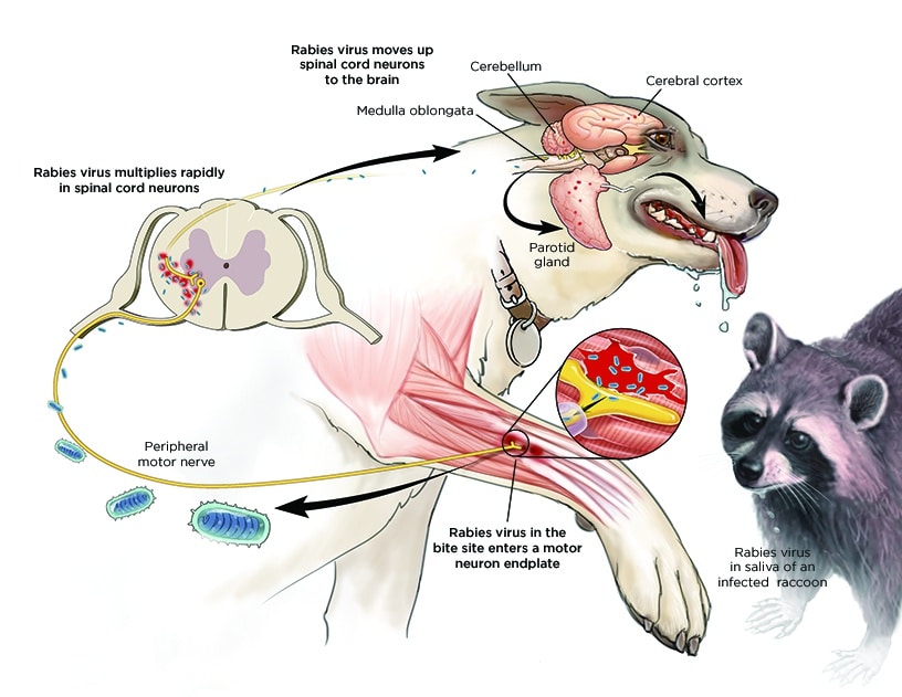 Rabies Virus Infection in Dogs