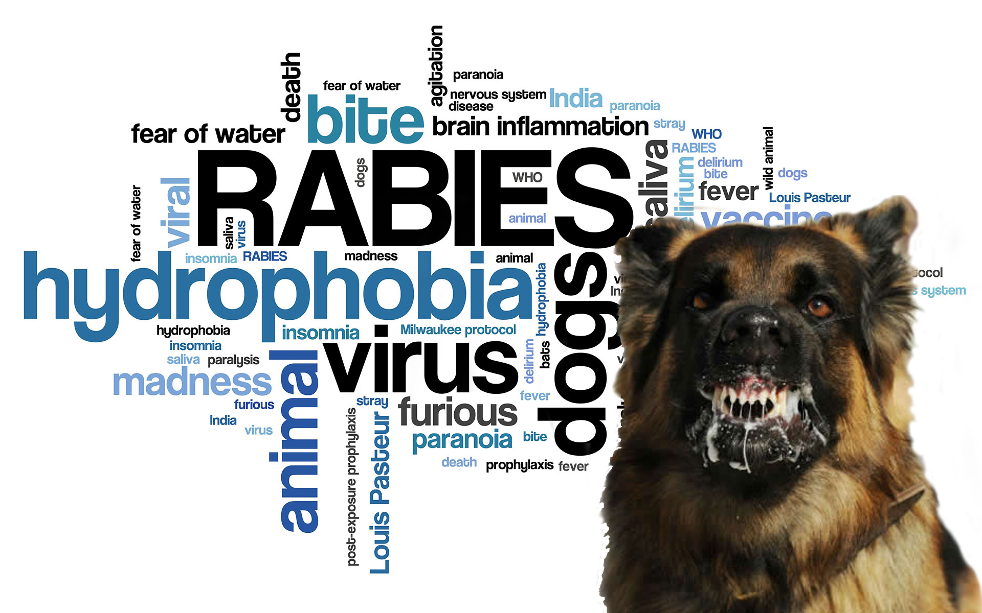 रेबीज (Rabies) एक गंभीर वायरल संक्रमण