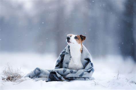 Hypothermia in small animal (dogs/cats)-Home and Emergency Care