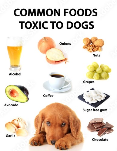 TOP MOST TOXIC FOODS IN DOG/CANINE