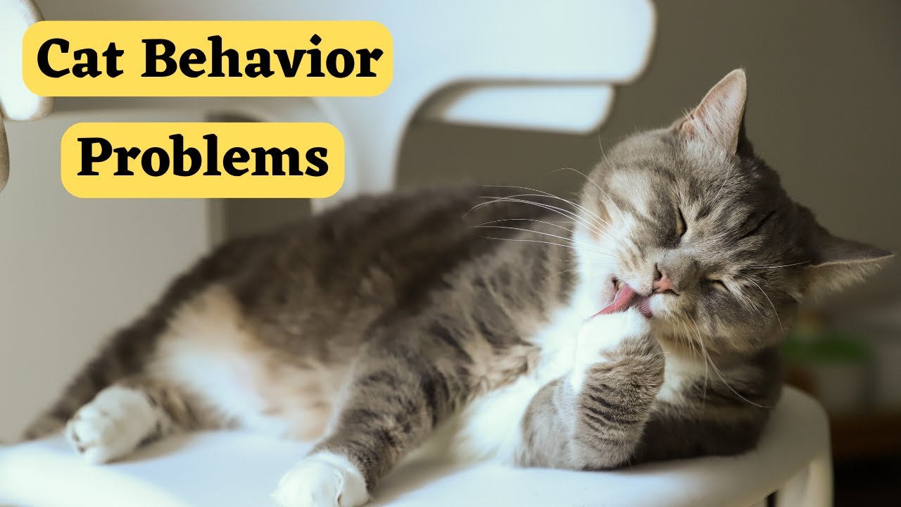Cat's common Behavioural problem and solutions