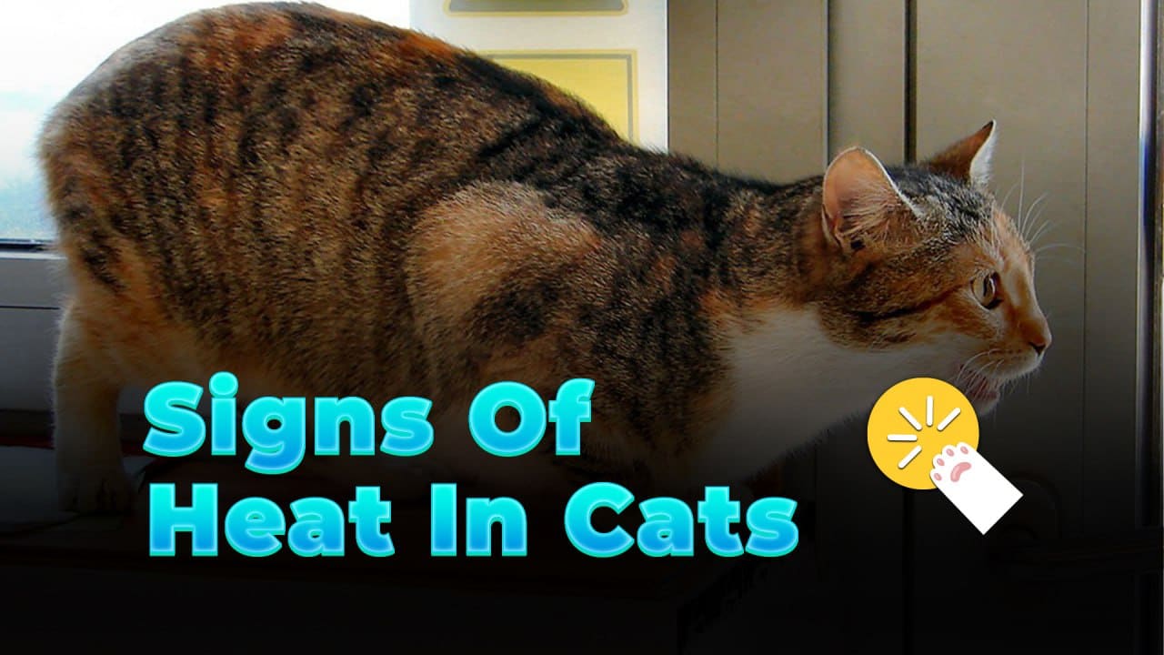 CAT HEAT CYCLE - PHYSICAL BEHAVIOUR CHANGES AND CARE