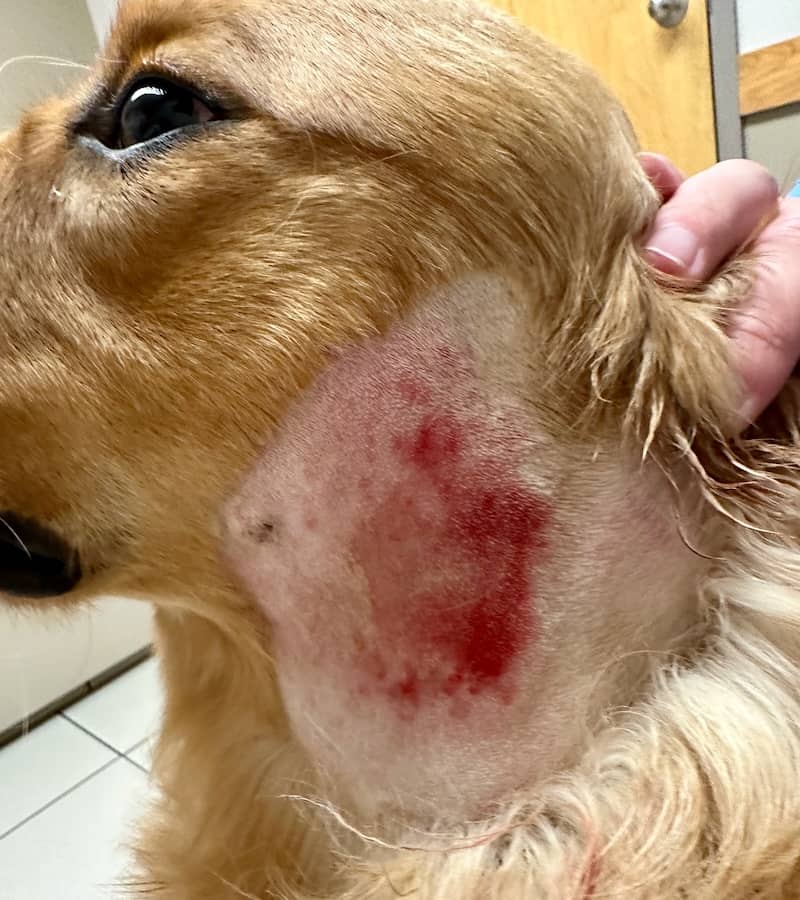 "Bacterial hotspots" in dogs